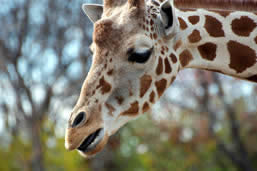 Visiting Denver Zoo