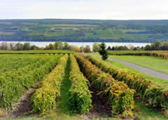 Visiting Finger Lakes Wine Country