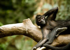 Omaha's Henry Doorly Zoo