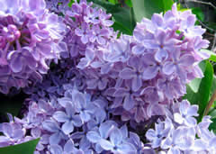 Highland Park's Lilac Festival