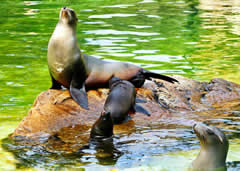 Honolulu Zoo in Queen Kapiolani Park