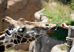 Visiting the Jacksonville Zoo