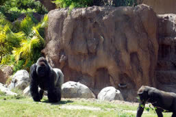 Visit LA Zoo