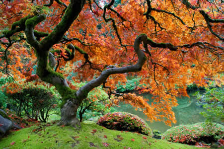 Portland Oregon Japanese Garden