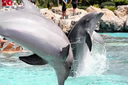 SeaWorld Orlando theme park