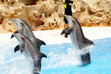 Oceanarium theme parks