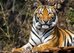 Tours of LSU Tiger