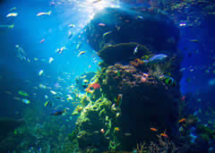 Visiting the Georgia Aquarium