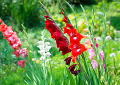 Missouri Botanical Garden displays