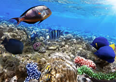 Visiting the Waikiki Aquarium